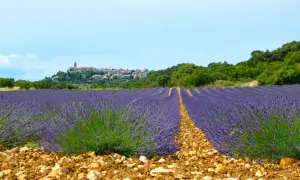 Champ de lavande à perte de vue, avec un village perché en arrière-plan. La Drome offre des paysages magnifiques.