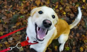 Un chien heureux profite d'une belle journée pour randonner avec son chien, la langue pendante et la queue en l'air.