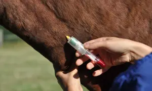 Prélèvement sanguin sur un cheval, possiblement pour un contrôle anti-dopage dans le cadre d'une course à pied.