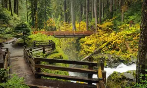 Sentier boisé avec des ponts en bois et une cascade dans le **Olympic National Park**. Les feuilles d'automne jaunes illuminent la forêt.