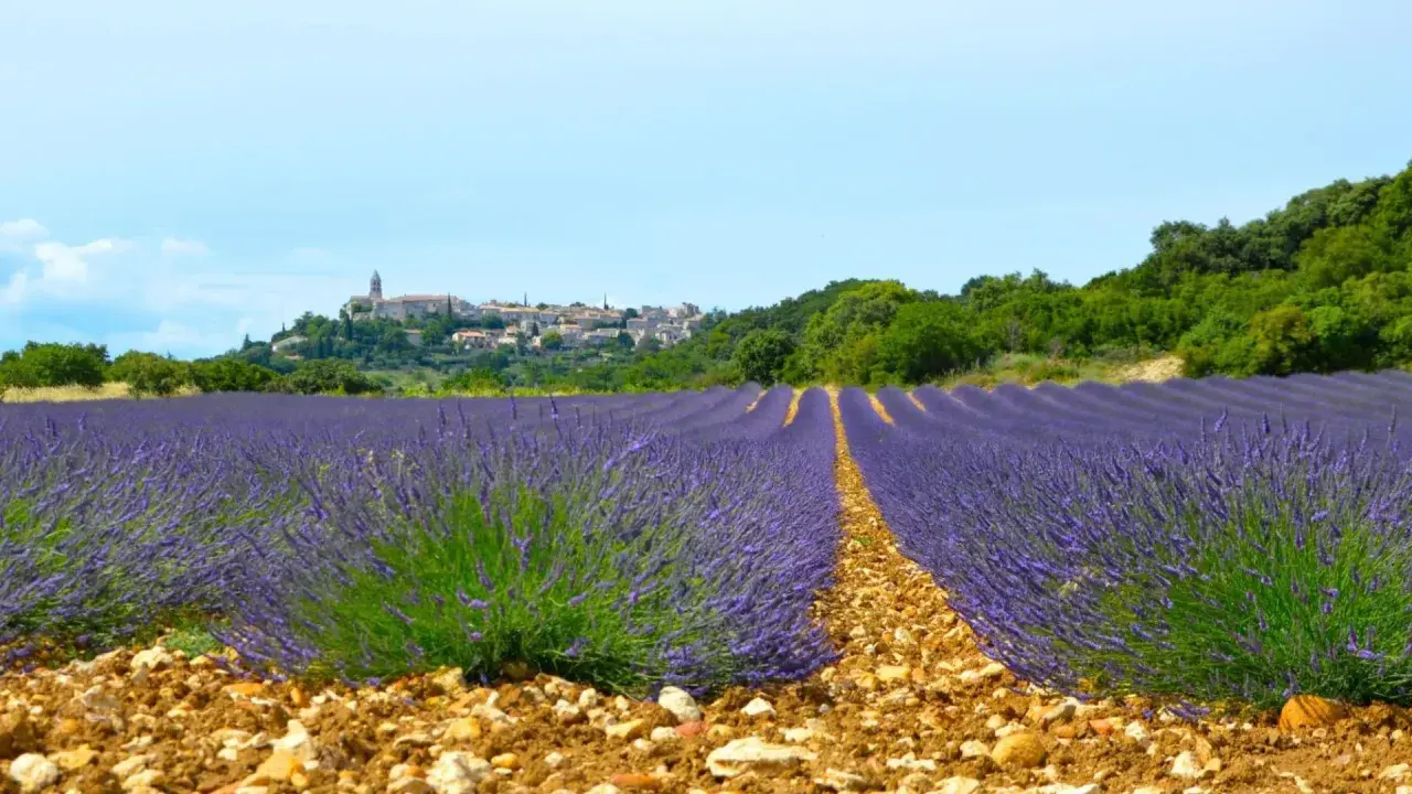 Champ de lavande à perte de vue, avec un village perché en arrière-plan. La Drome offre des paysages magnifiques.