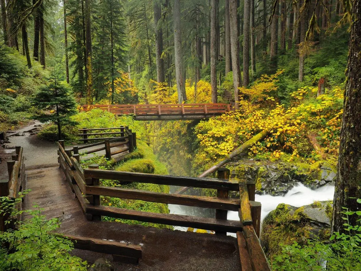 Sentier boisé avec des ponts en bois et une cascade dans le **Olympic National Park**. Les feuilles d'automne jaunes illuminent la forêt.