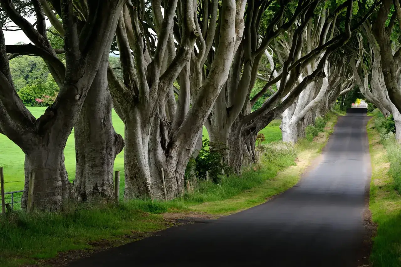 Allée de hêtres tortueux sur la Causeway Coast, créant un tunnel naturel au-dessus d'une route sinueuse.