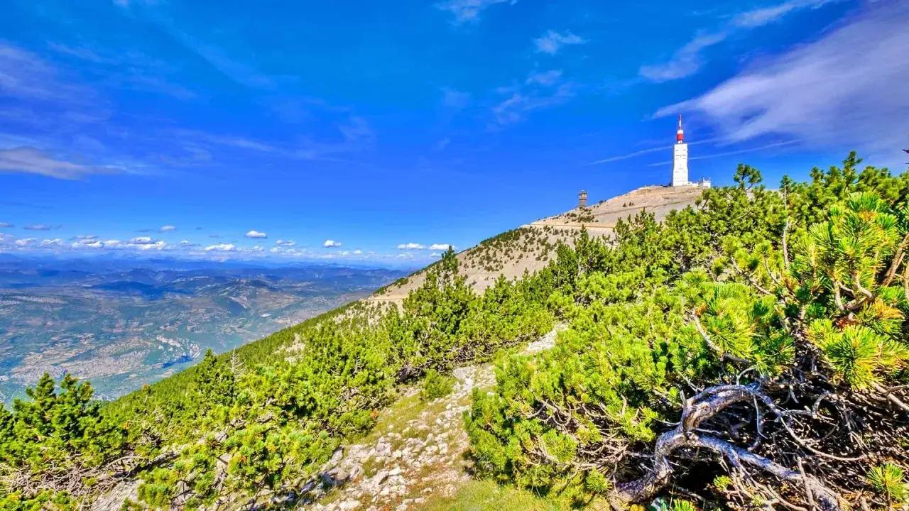 Vue panoramique du Mont Ventoux, avec sa tour emblématique. La montée est bordée de pins verdoyants sous un ciel bleu éclatant.
