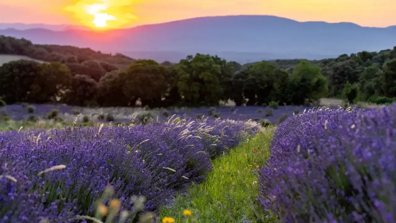 Champ de lavande en Drome au coucher du soleil, avec des collines et des montagnes en arri&egrave;re-plan.