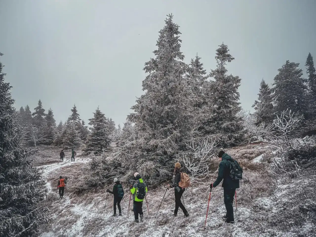 Groupe en rando raquette dans les Vosges, traversant un paysage enneig&eacute; et givr&eacute;, entour&eacute; de sapins majestueux.