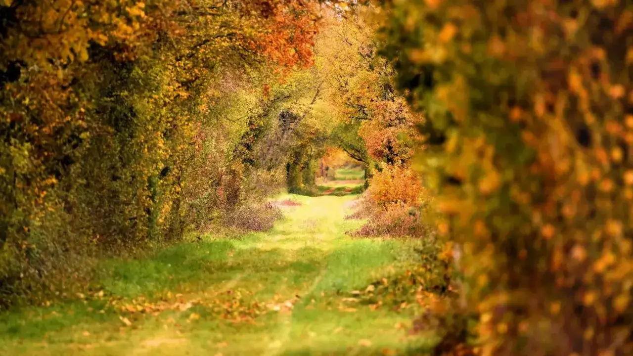 Un chemin de campagne en France, baign&eacute; de lumi&egrave;re automnale. Id&eacute;al pour ou randonner en novembre, avec des arbres aux couleurs chaudes formant une vo&ucirc;te naturelle.