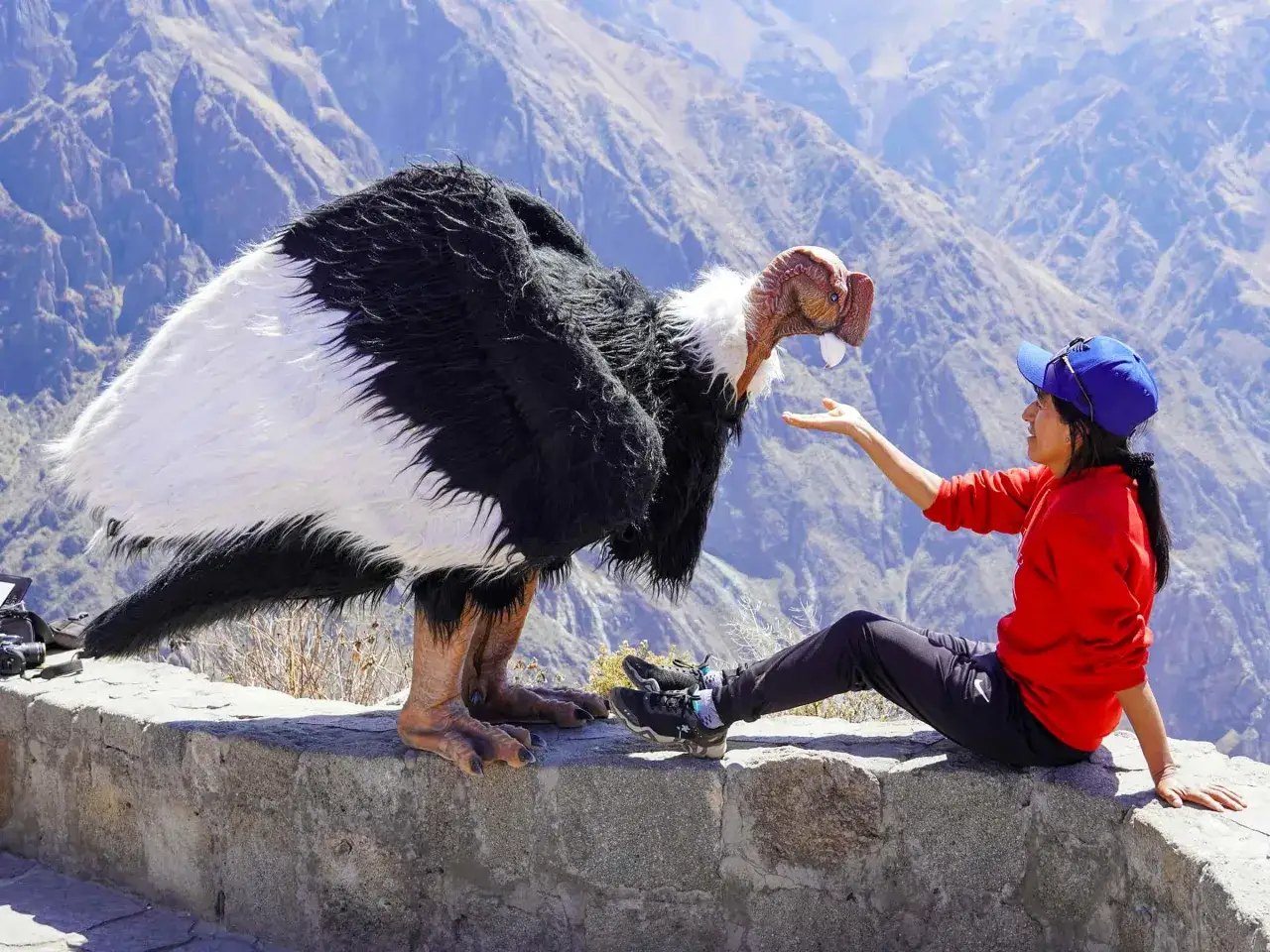 Un costume de condor impressionnant interagit avec une femme assise au bord du canyon de Colca, offrant une vue spectaculaire sur les montagnes.