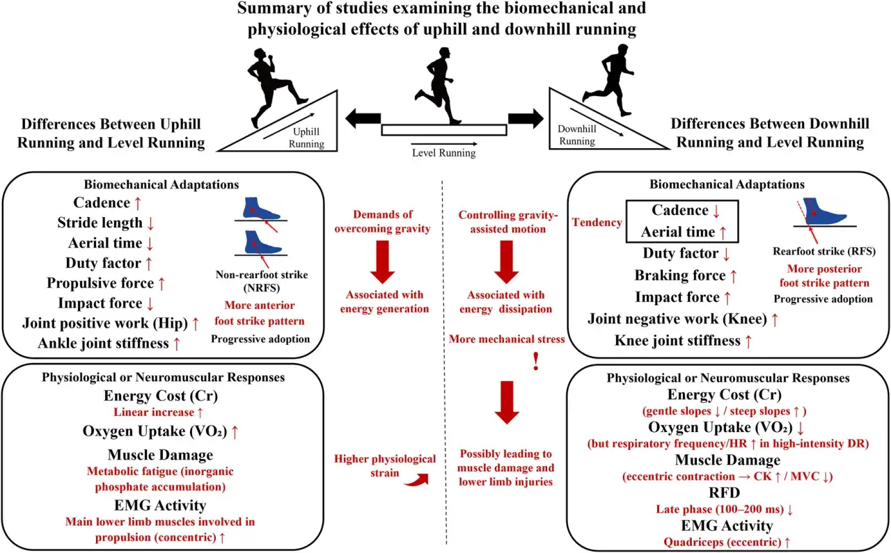 Résumé des effets biomécaniques et physiologiques de la course en côte et en descente. L'économie de course est affectée différemment selon le terrain.