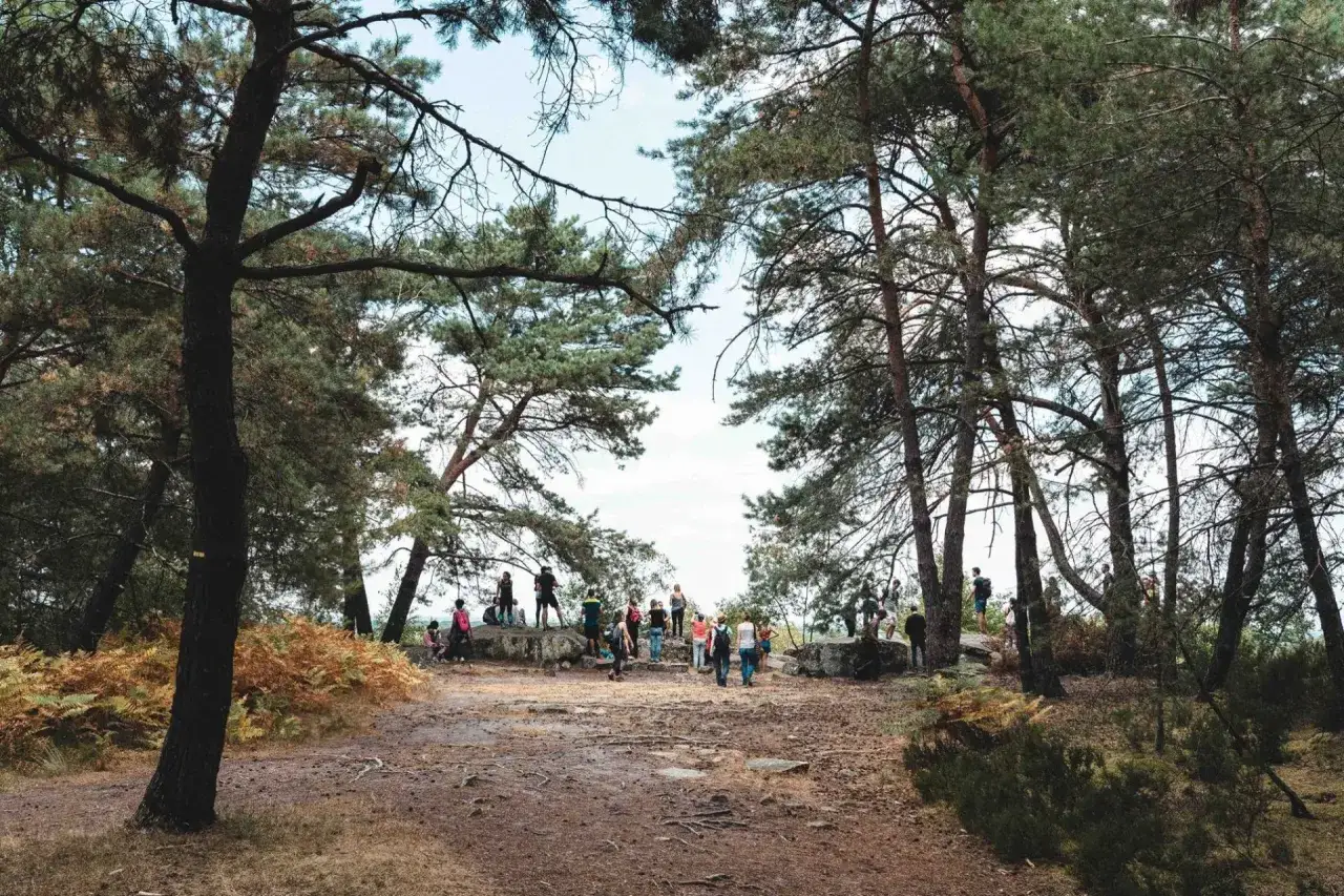 Un groupe de randonneurs profite d'une belle journ&eacute;e pour une randonn&eacute;e &agrave; Fontainebleau, entour&eacute;s de pins et de foug&egrave;res.